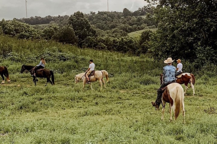 a group of cattle standing on top of a grass covered field