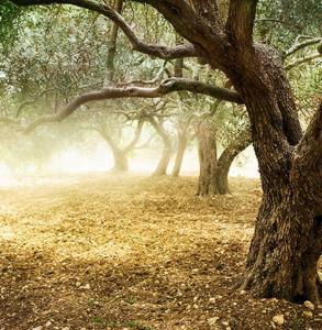 a tree in a park