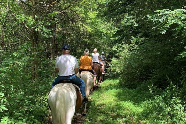 a man riding a horse in a forest