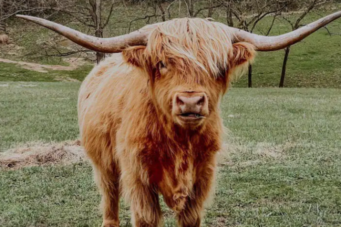 a large brown cow standing on top of a grass covered field